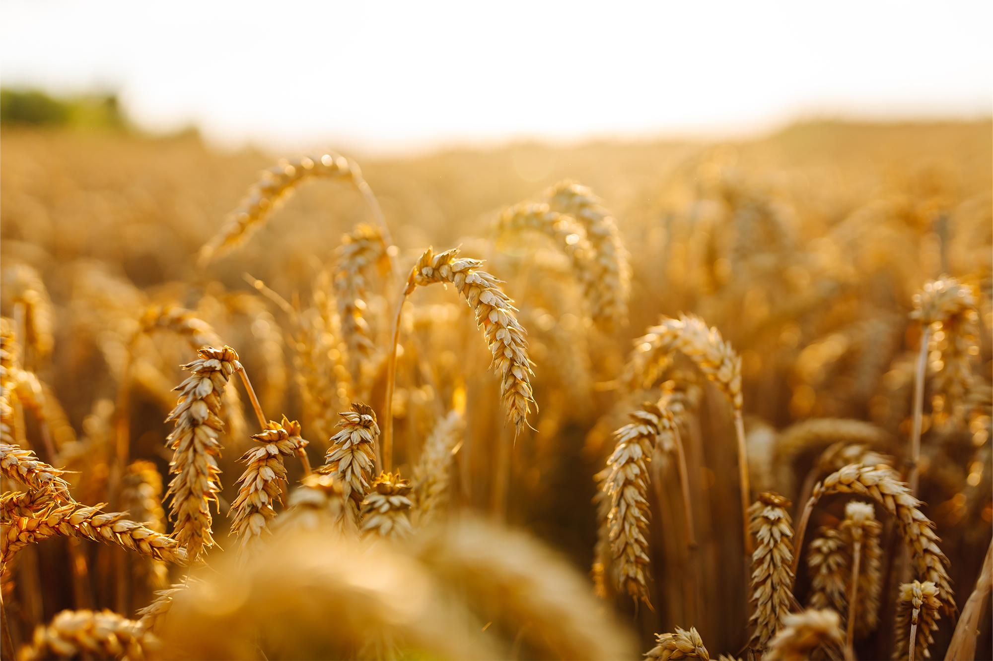 Close-up of golden wheat heads in a sunlit field, glowing warmly in the late afternoon light.