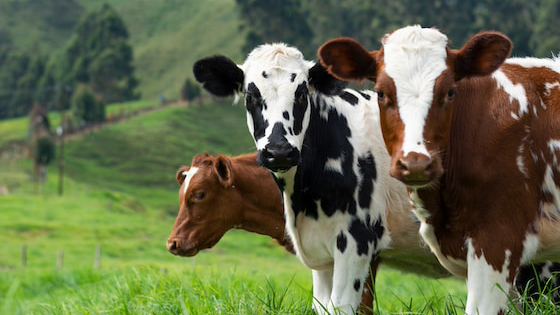 Three cows standing in a green paddock with rolling hills and trees in the background.