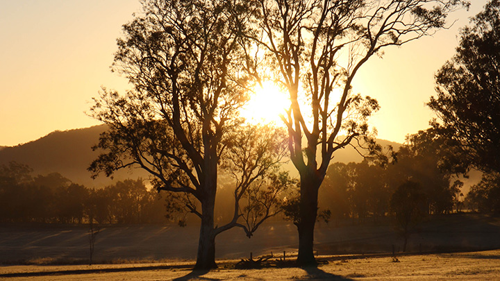 Golden sunrise shining through two tall trees over a rural landscape with rolling hills.
