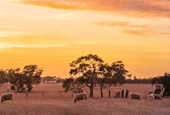 Sheep grazing in a rural paddock under a golden sunset sky.