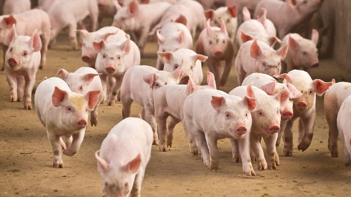 Herd of young piglets running together on a dirt path at the Sydney Royal Pig Show.