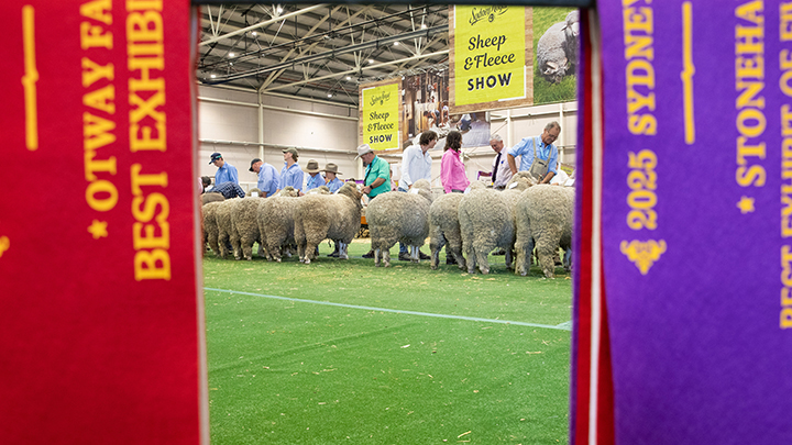 Line of sheep being judged at the Sydney Royal Sheep & Fleece Show, framed by colourful prize ribbons.