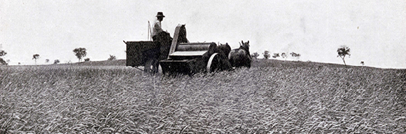 Field Wheat Competition established
