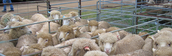 Illabo Prime Lamb Hoof and Carcase Competition