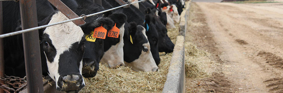 Sydney Royal Beef Challenge is established - Belatta Feedlot, Wilga